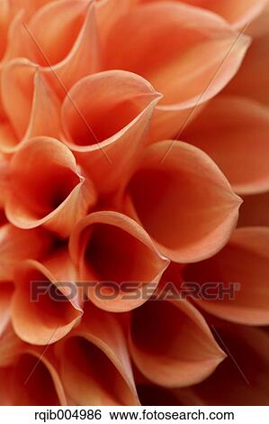 Dahlia View Large Photo Image Stock Photograph - Dahlia. Fotosearch