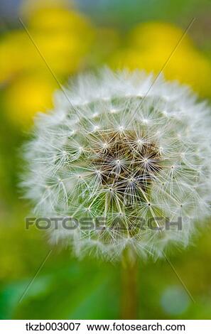 Dandelion fluff View Large Photo Image Stock Photo - Dandelion fluff. Fotosearch