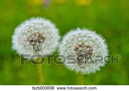 Dandelion fluff View Large Photo Image Stock Photo - Dandelion fluff. Fotosearch