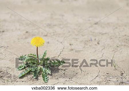 Dandelion View Large Photo Image Stock Photograph - Dandelion. Fotosearch
