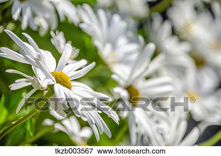 Stock Photo - Dendranthema Grandiflorum. Fotosearch