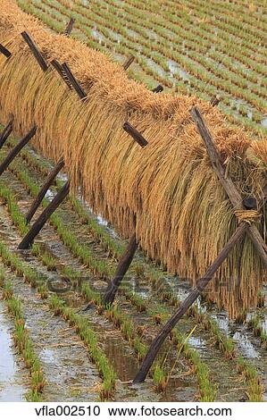 Drying rice ears, Iwate Prefecture View Large Photo Image Stock Image - Drying rice ears, Iwate Prefecture. Fotosearch