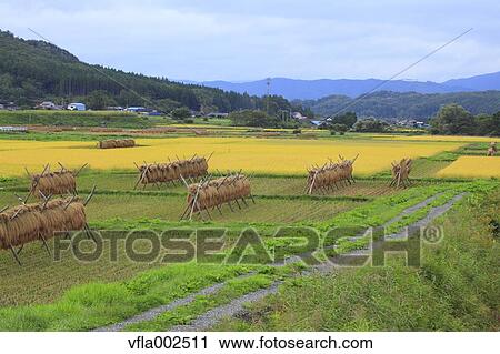 Stock Image - Drying rice ears, Iwate Prefecture. Fotosearch