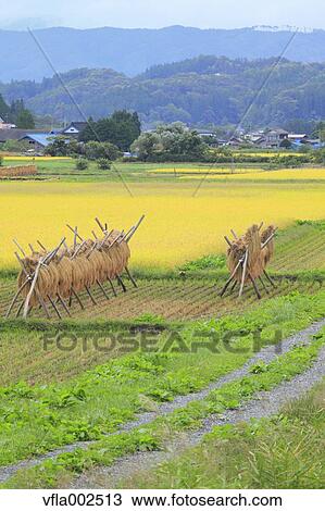 Drying rice ears, Iwate Prefecture View Large Photo Image Stock Image - Drying rice ears, Iwate Prefecture. Fotosearch