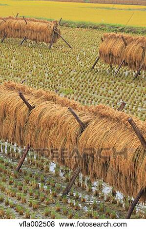 Stock Photo - Drying rice ears, Iwate Prefecture. Fotosearch