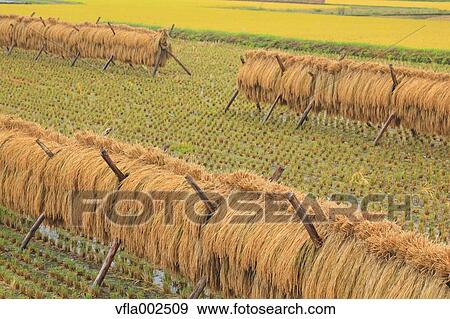 Drying rice ears, Iwate Prefecture View Large Photo Image Stock Photo - Drying rice ears, Iwate Prefecture. Fotosearch