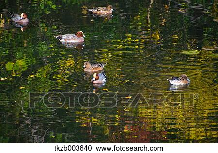 Ducks View Large Photo Image Stock Image - Ducks. Fotosearch