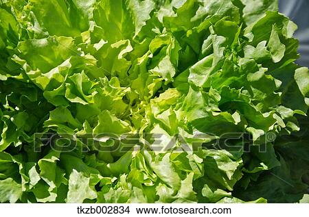 Endive View Large Photo Image Picture - Endive. Fotosearch
