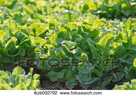 Endive View Large Photo Image Stock Image - Endive. Fotosearch