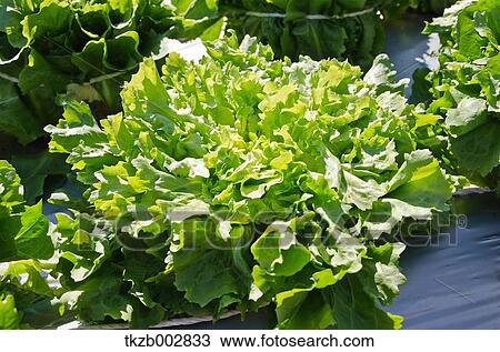 Endive View Large Photo Image Stock Image - Endive. Fotosearch