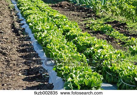 Endive View Large Photo Image Stock Photography - Endive. Fotosearch
