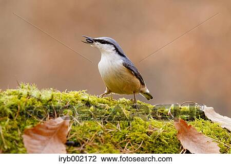 Eurasian Nuthatch View Large Photo Image Stock Image - Eurasian Nuthatch. Fotosearch