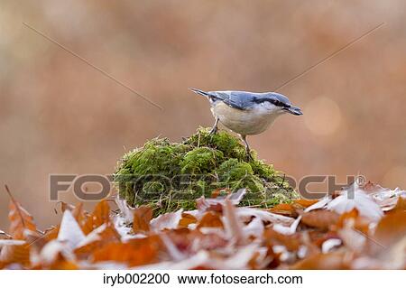 Eurasian Nuthatch View Large Photo Image Stock Image - Eurasian Nuthatch. Fotosearch