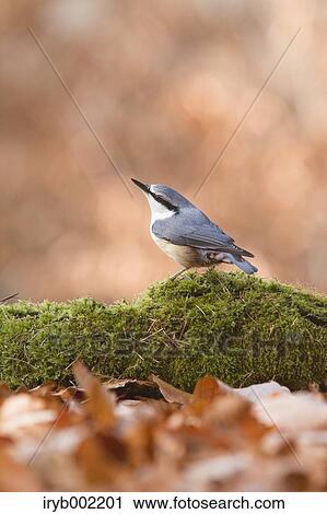 Stock Image - Eurasian Nuthatch. Fotosearch