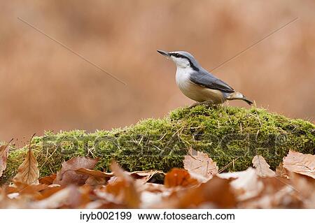 Eurasian Nuthatch View Large Photo Image Stock Photo - Eurasian Nuthatch. Fotosearch