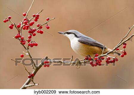 Eurasian Nuthatch View Large Photo Image Stock Photo - Eurasian Nuthatch. Fotosearch