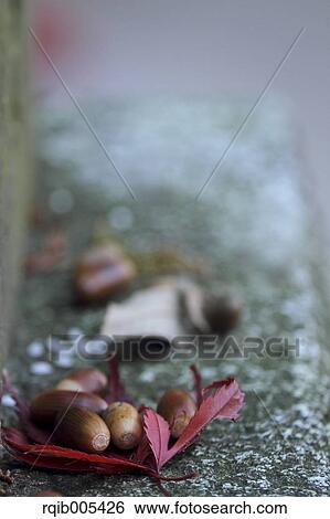 Stock Photograph - Fallen leaves and acorns. Fotosearch