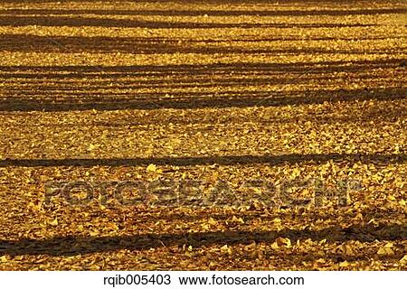 Fallen leaves View Large Photo Image Stock Image - Fallen leaves. Fotosearch