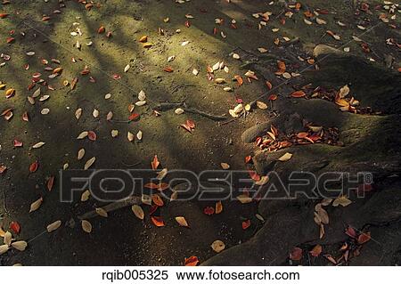 Stock Photography - Fallen leaves. Fotosearch