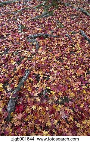 Picture - Fallen maple leaves. Fotosearch