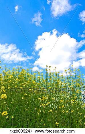 Stock Photo - Field mustard and sky. Fotosearch