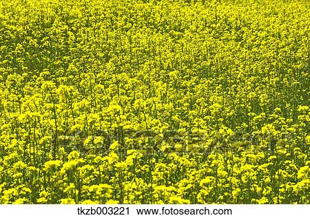 Stock Image - Field mustard. Fotosearch