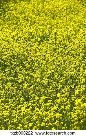 Field mustard View Large Photo Image Stock Image - Field mustard. Fotosearch