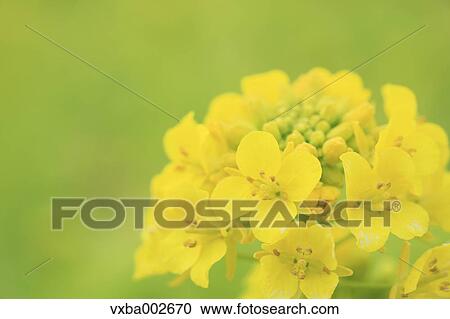 Field mustard View Large Photo Image Stock Image - Field mustard. Fotosearch