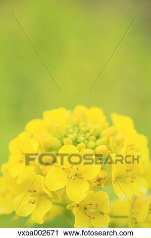 Field mustard View Large Photo Image Stock Image - Field mustard. Fotosearch