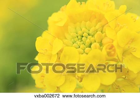 Field mustard View Large Photo Image Stock Image - Field mustard. Fotosearch