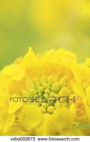 Field mustard View Large Photo Image Stock Image - Field mustard. Fotosearch