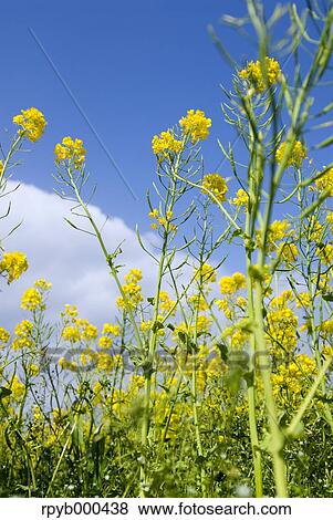 Stock Photo - Field mustard. Fotosearch