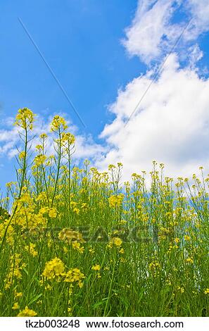 Field mustard View Large Photo Image Stock Photo - Field mustard. Fotosearch