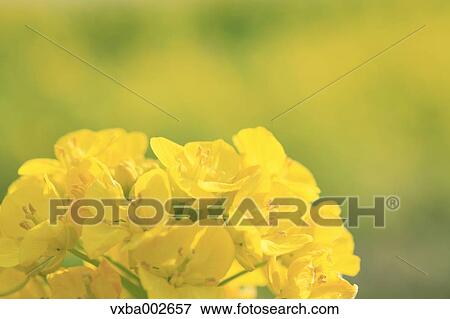 Field mustard View Large Photo Image Stock Photo - Field mustard. Fotosearch