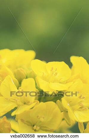 Field mustard View Large Photo Image Stock Photo - Field mustard. Fotosearch