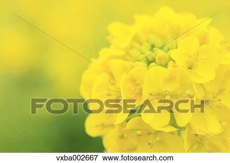 Field mustard View Large Photo Image Stock Photo - Field mustard. Fotosearch