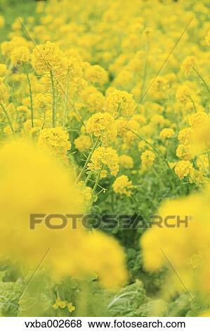 Field mustard View Large Photo Image Stock Photo - Field mustard. Fotosearch