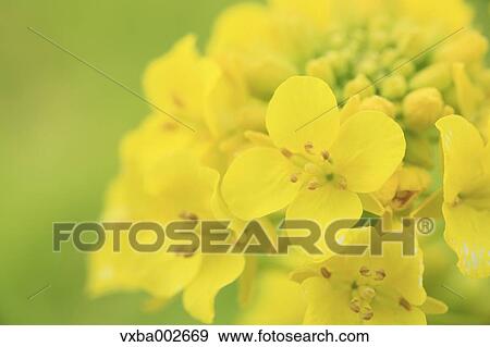 Field mustard View Large Photo Image Stock Photo - Field mustard. Fotosearch