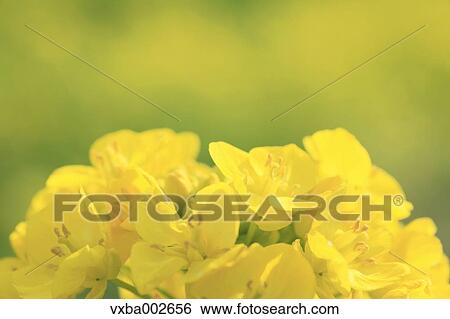 Field mustard View Large Photo Image Stock Photograph - Field mustard. Fotosearch