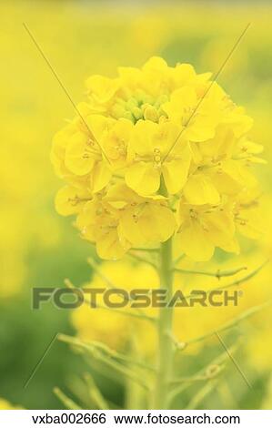 Stock Photograph - Field mustard. Fotosearch