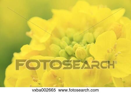 Field mustard View Large Photo Image Stock Photography - Field mustard. Fotosearch