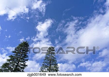 Stock Photo - Fir trees and sky. Fotosearch
