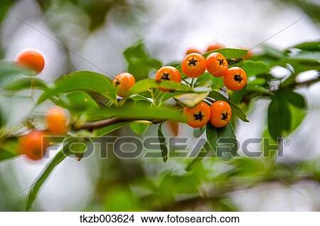 Firethorn View Large Photo Image Picture - Firethorn. Fotosearch