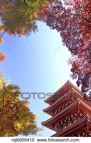 Stock Image - Five-storied pagoda and Autumn leaves. Fotosearch