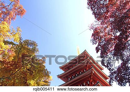 Stock Image - Five-storied pagoda and Autumn leaves. Fotosearch