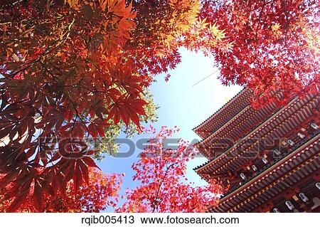 Stock Image - Five-storied pagoda and Autumn leaves. Fotosearch