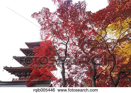 Stock Photograph - Five-storied pagoda and Autumn leaves. Fotosearch