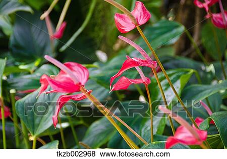 Flamingo Lily View Large Photo Image Stock Photo - Flamingo Lily. Fotosearch