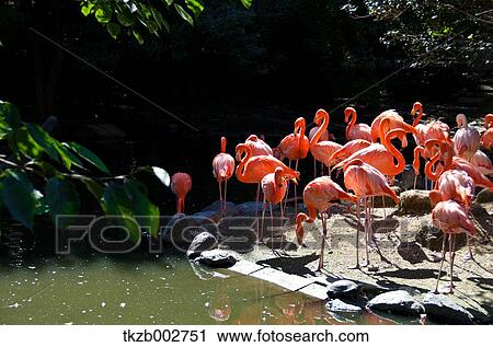 Flamingoes View Large Photo Image Stock Image - Flamingoes. Fotosearch