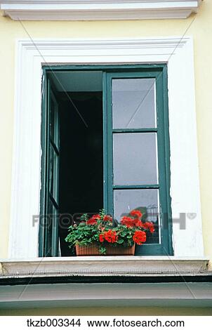Flowers by the window View Large Photo Image Picture - Flowers by the window. Fotosearch